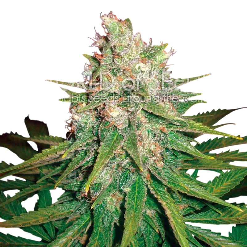 Mazar x Great White Shark – Produktansicht