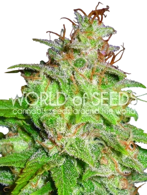 Mazar x White Rhino – Produktansicht