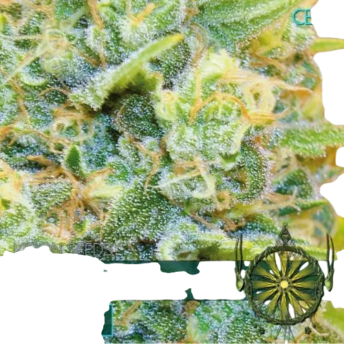 Medical 49 CBD+ – Produktansicht