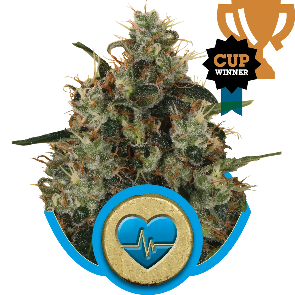Medical Mass CBD – Produktansicht