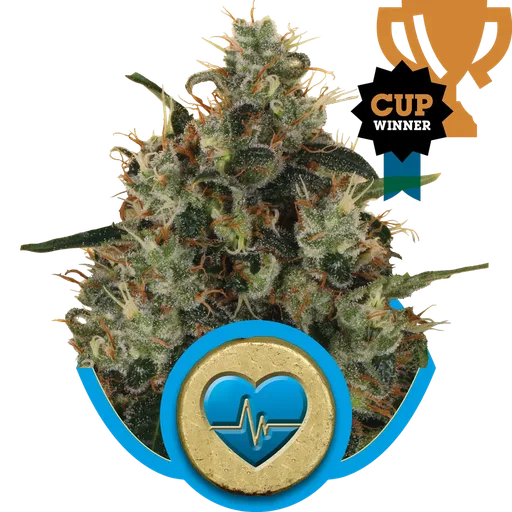 Medical Mass CBD | PHOTOFEM | Royal Queen Seeds