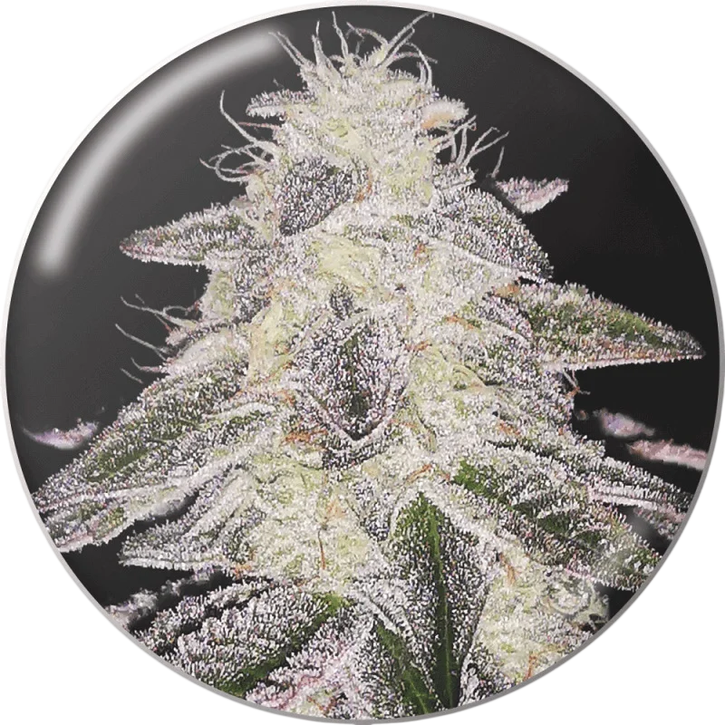 Medical Runntz – Produktansicht