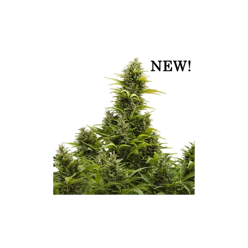 Medikit CBD Auto – Produktansicht