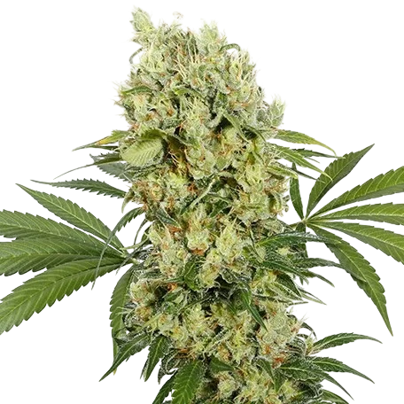 Medikit CBD – Produktansicht
