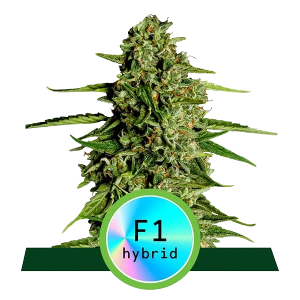 Medusa F1 Auto – Produktansicht