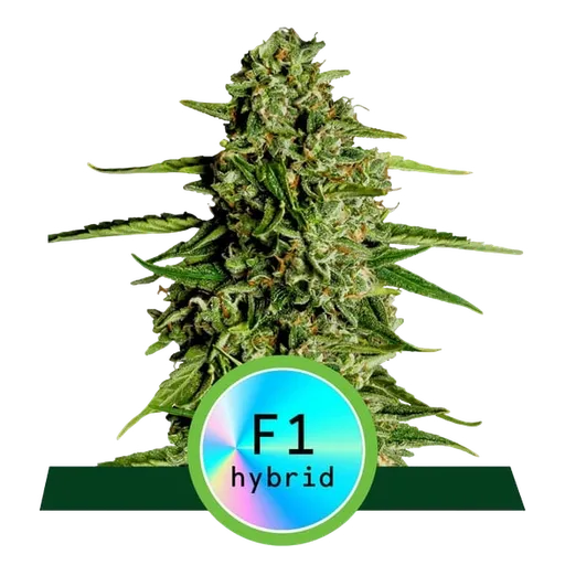 Medusa F1 | AUTOFEM | Royal Queen Seeds
