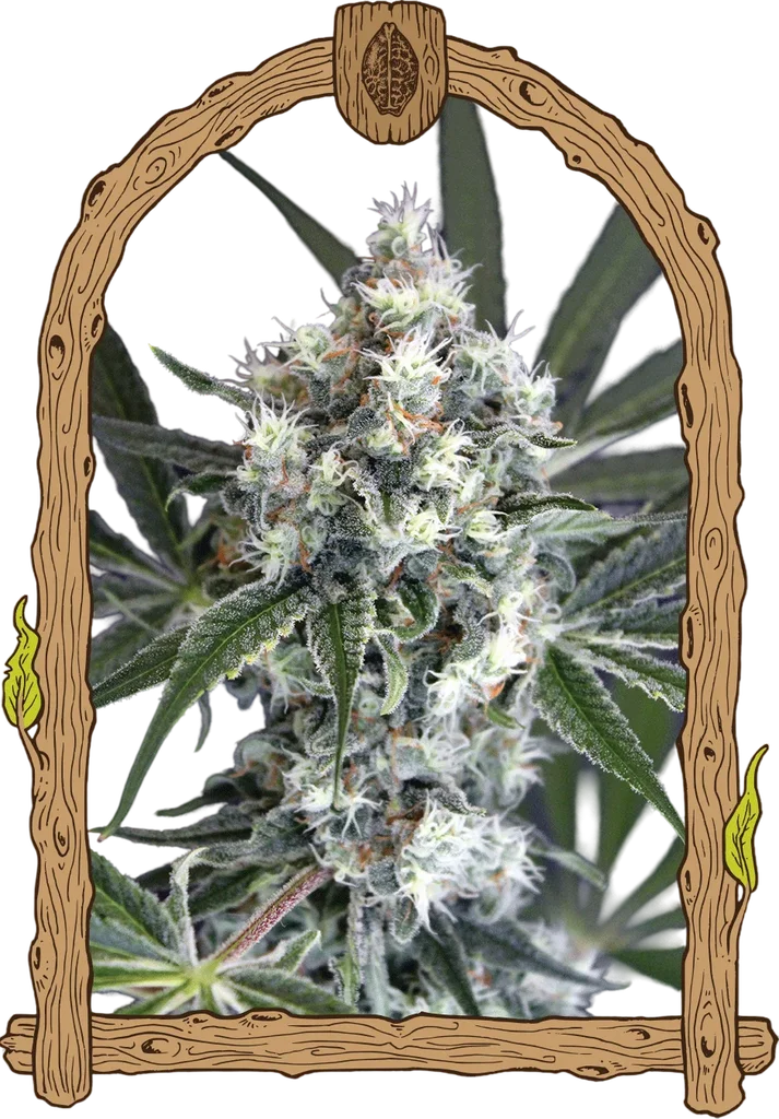 Medxotic Pure CBD – Produktansicht