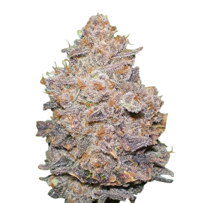 Melon Gum – Produktansicht