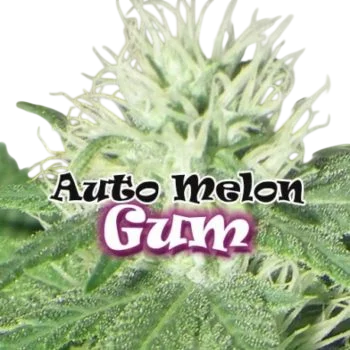 Melon Gum Auto – Produktansicht
