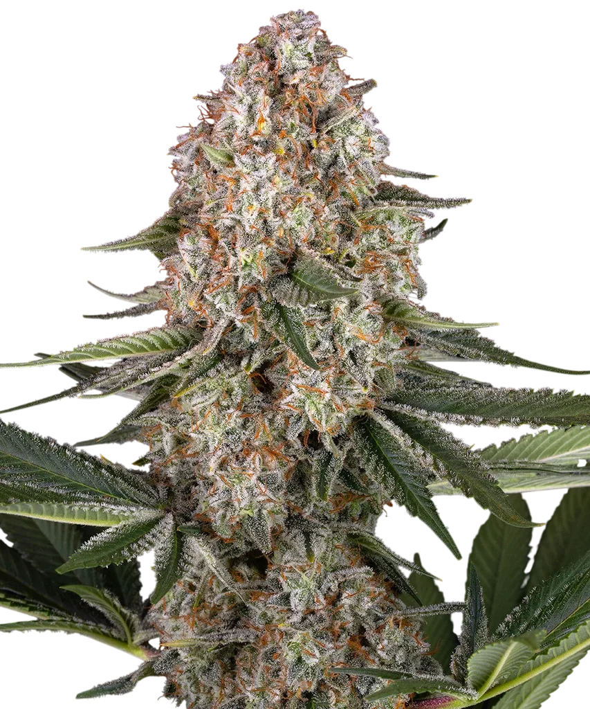 Mendo Breath – Produktansicht