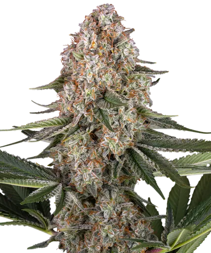 Mendo Breath | PHOTOFEM | Barneys Farm