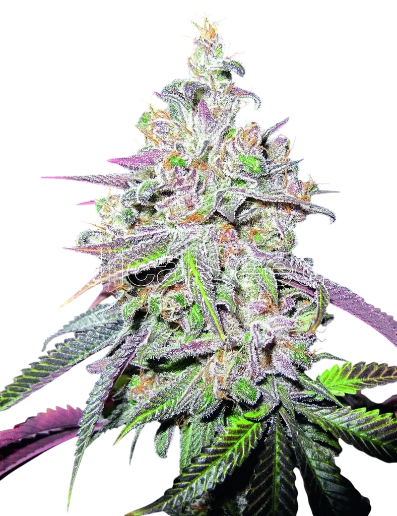 Mendocino Chanel Kush – Produktansicht
