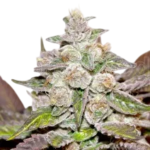Mendocino Purple Kush – Produktansicht
