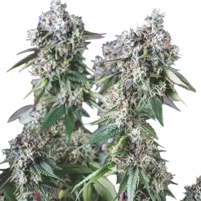Mendocino Purple Kush | PHOTOFEM | Pyramid Seeds