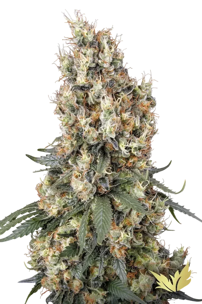 Mendocino Skunk – Produktansicht
