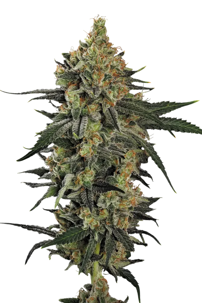 Mendo Creme – Produktansicht