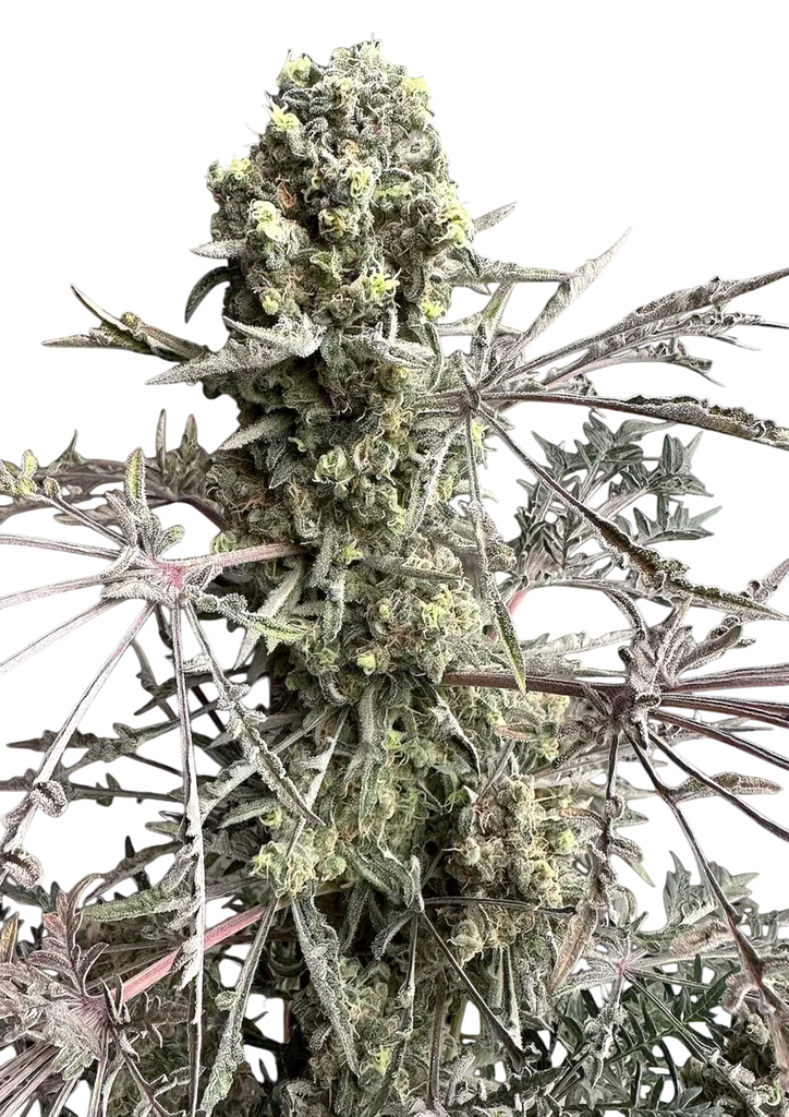 Mentha de Croco Fern BX1 F2 | PHOTOFEM | TerpyZ Mutant Genetics