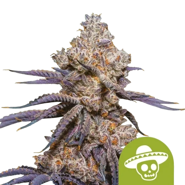Mexican Rush Auto – Produktansicht