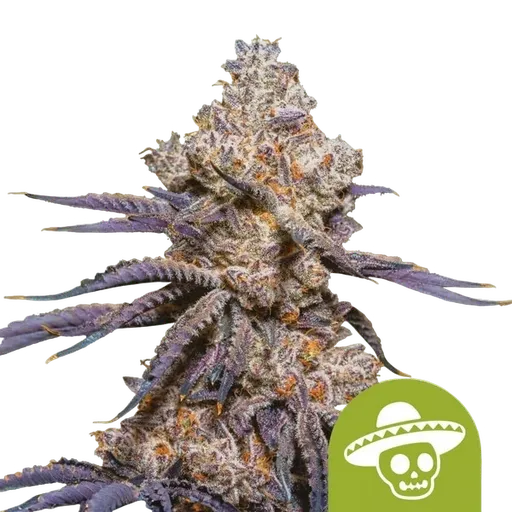 Mexican Rush Auto