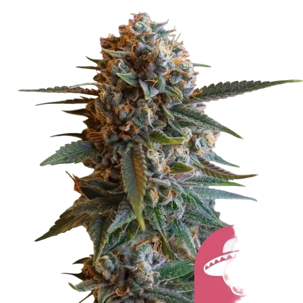 Mexican Rush – Produktansicht