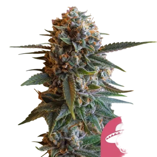 Mexican Rush | PHOTOFEM | Royal Queen Seeds