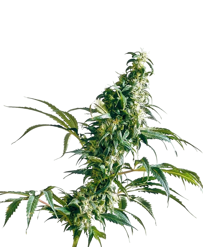 Mexican Sativa | PHOTOFEM | Sensi Seeds