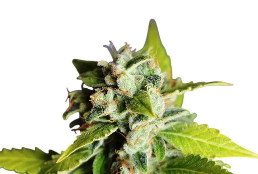 Mikromachine Auto