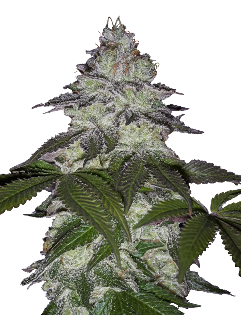Milky Dreams | PHOTOFEM | Greenhouse Seed Co.