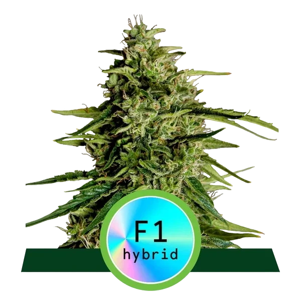 Milky Way F1 Auto – Produktansicht