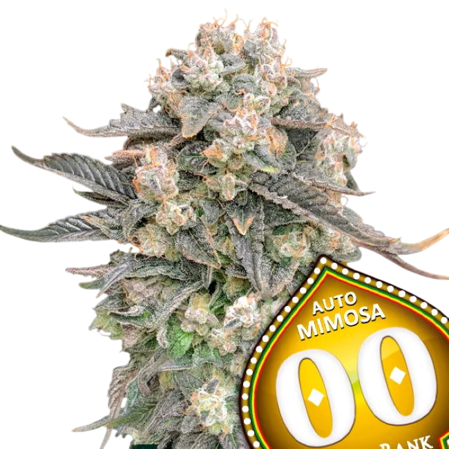 Mimosa Auto – Produktansicht