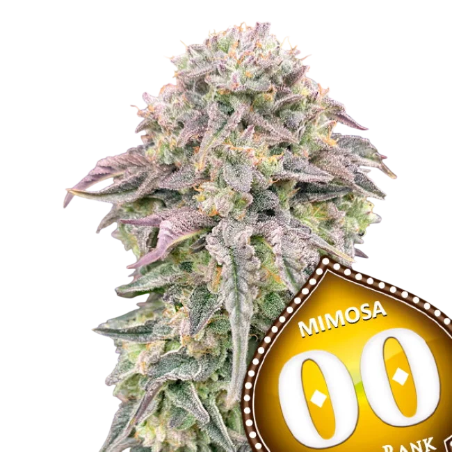 Mimosa – Produktansicht