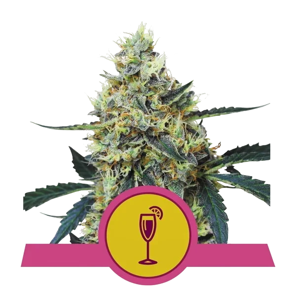 Mimosa – Produktansicht
