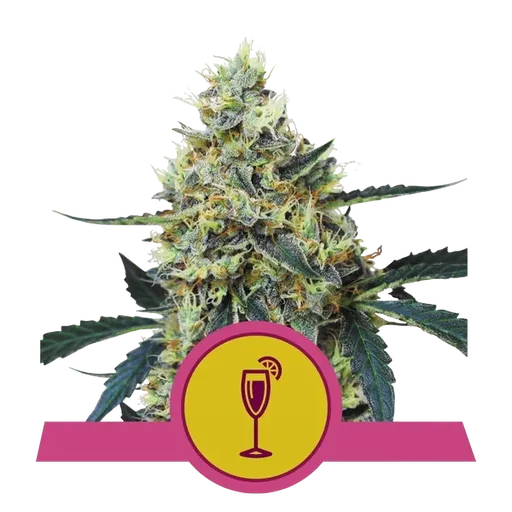 Mimosa | PHOTOFEM | Royal Queen Seeds