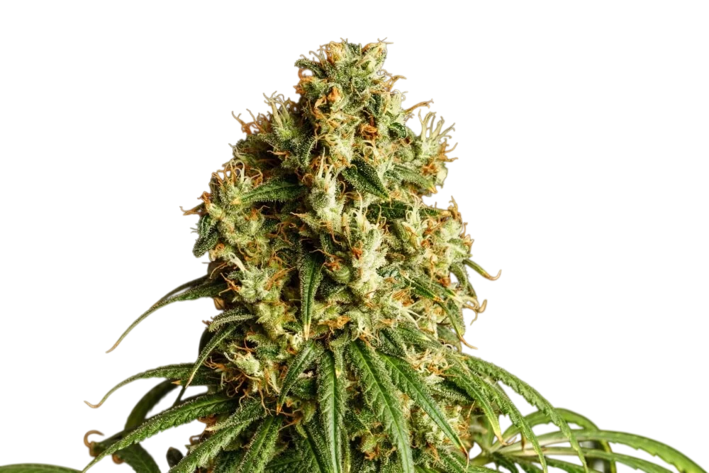 Mimosa Dream | PHOTOFEM | Kannabia Seeds