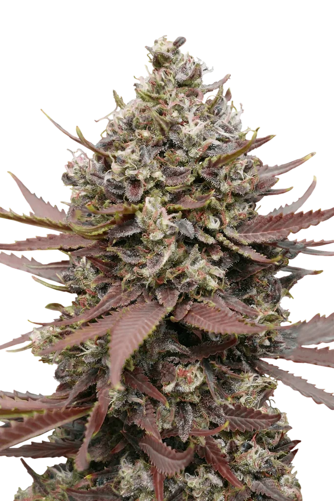 Mimosa Punch – Produktansicht