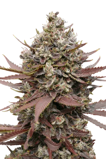 Mimosa Punch