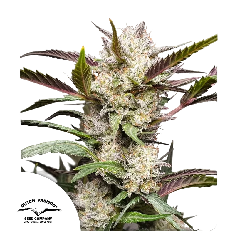 Mimosa Punch Auto – Produktansicht