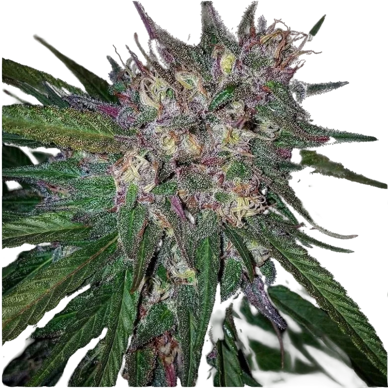 Bay Berry – Produktansicht