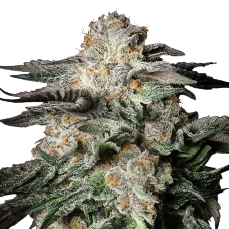 Mint Candy | PHOTOFEM | Silent Seeds
