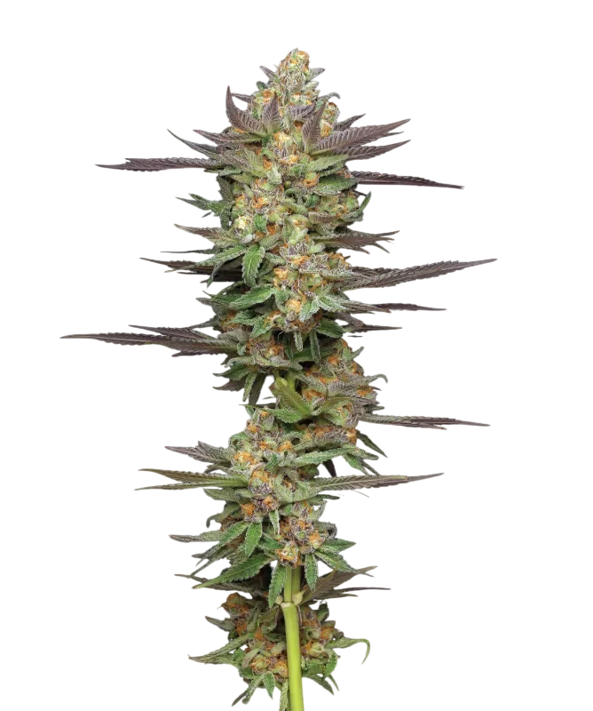 Mint Jelly Auto | AUTOFEM | Humboldt Seed Co.