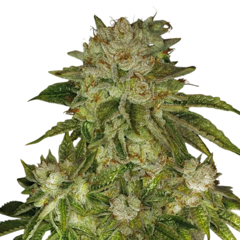 MK Ultra – Produktansicht