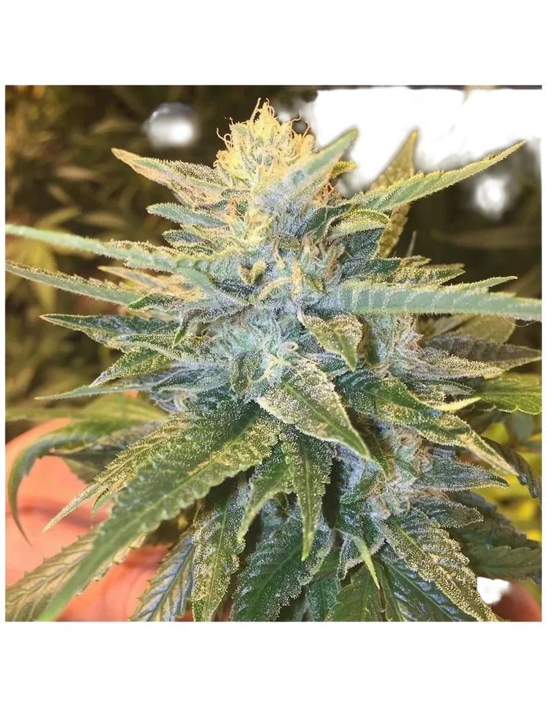 Bay Lotus – Produktansicht