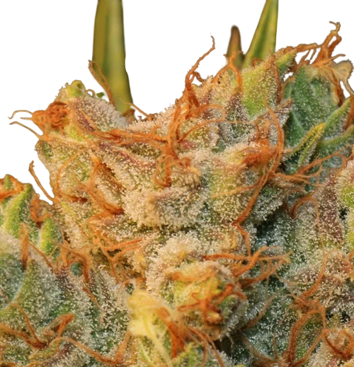 MK-Ultra Kush x Bubble | PHOTOFEM | T.H. Seeds