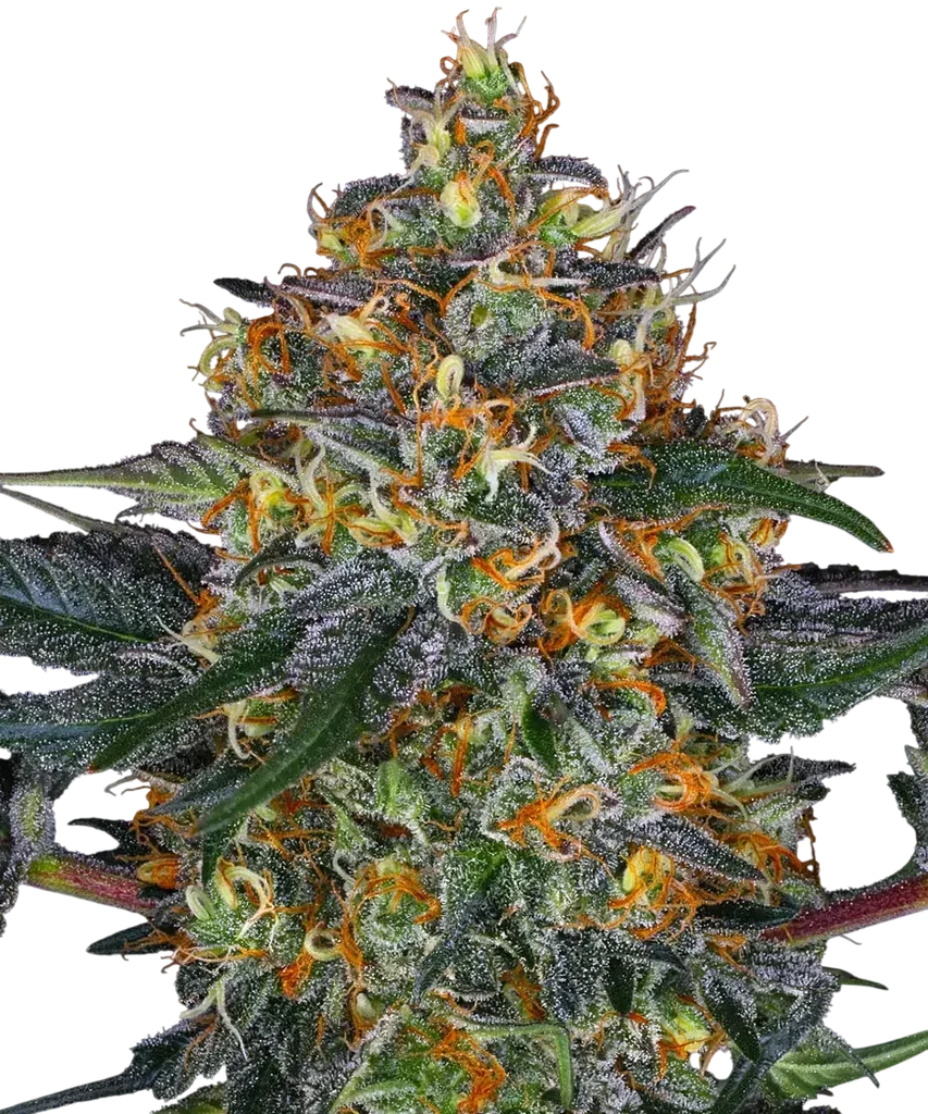 Moby Dick Auto – Produktansicht