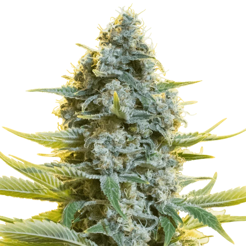 Moby Dick | PHOTOFEM | Silent Seeds