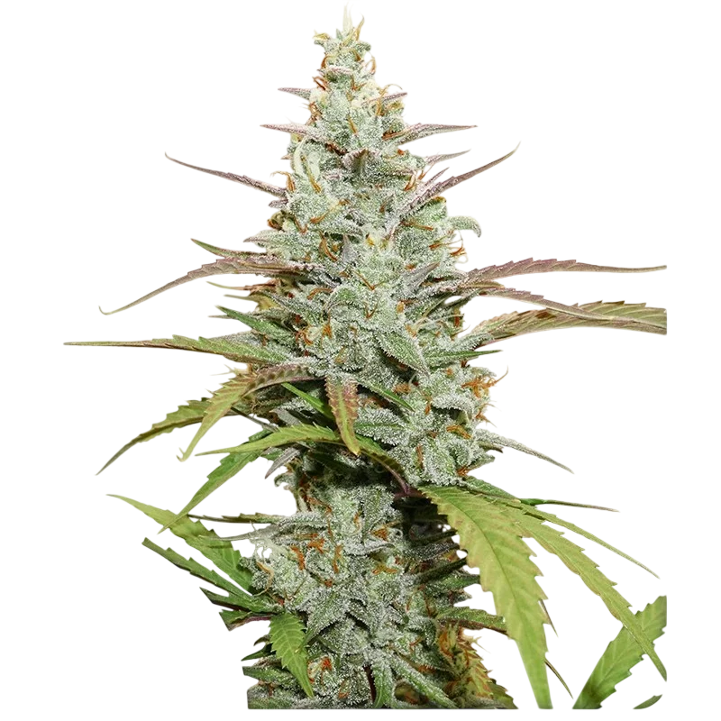 Mokums Tulip – Produktansicht