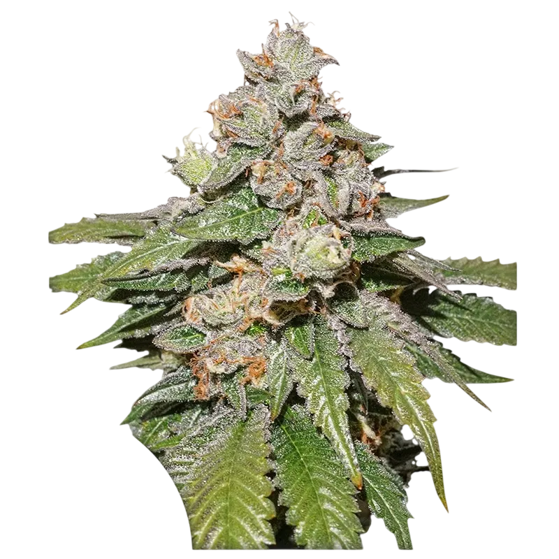 Mokums Tulip Auto | AUTOFEM | Dutch Passion