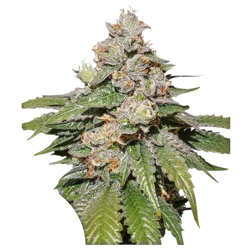 Mokums Tulip Auto