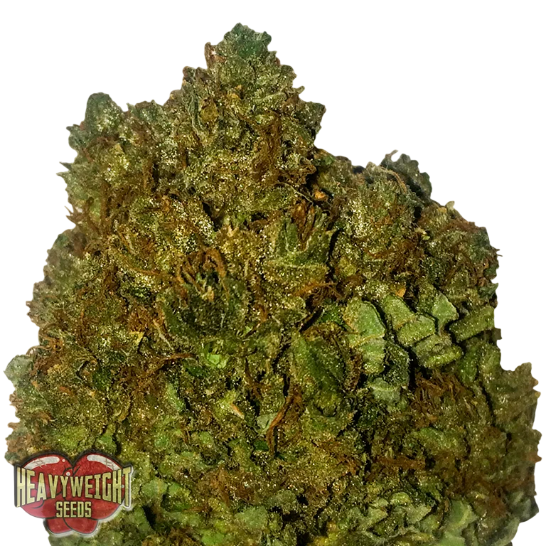 Money Bush – Produktansicht