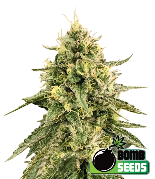 Monkey Bomb – Produktansicht